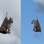 Zebra de estimação é resgatada por helicóptero após desaparecer nos EUA. Veja!