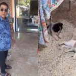 Gata de Zeca Pagodinho desaparece e ele faz apelo nas redes: “Minha branca sumiu”